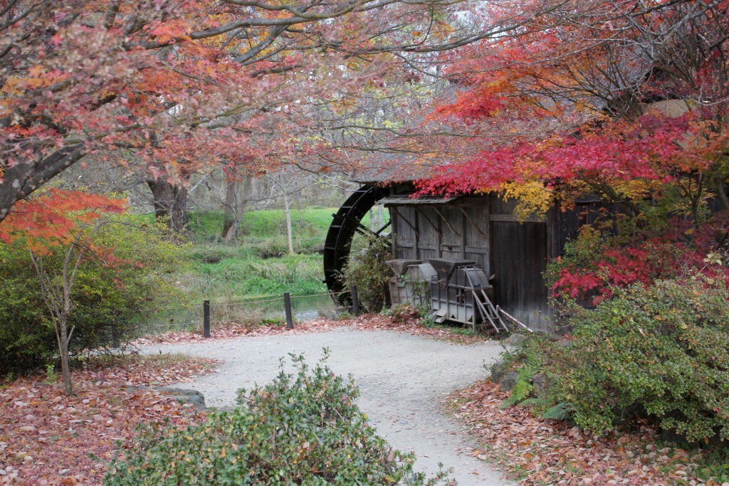 Matsumoto and Daio wasabi farm Elizabeth on the Road